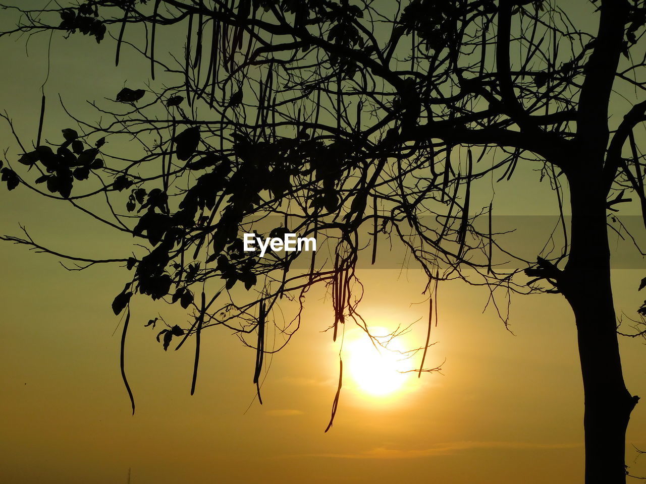 SILHOUETTE BARE TREE AGAINST SUNSET SKY