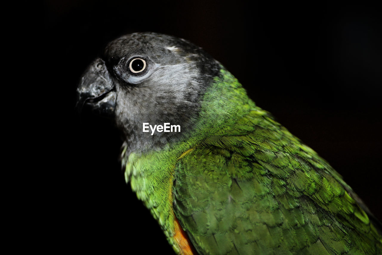 Close-up of a bird against black background