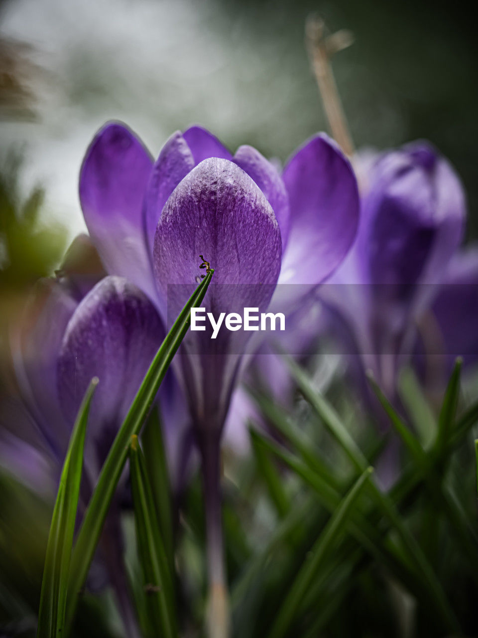 plant, flower, flowering plant, purple, freshness, beauty in nature, close-up, growth, nature, fragility, crocus, macro photography, no people, petal, iris, selective focus, flower head, springtime, inflorescence, blossom, outdoors, focus on foreground, botany, plant stem, vegetable