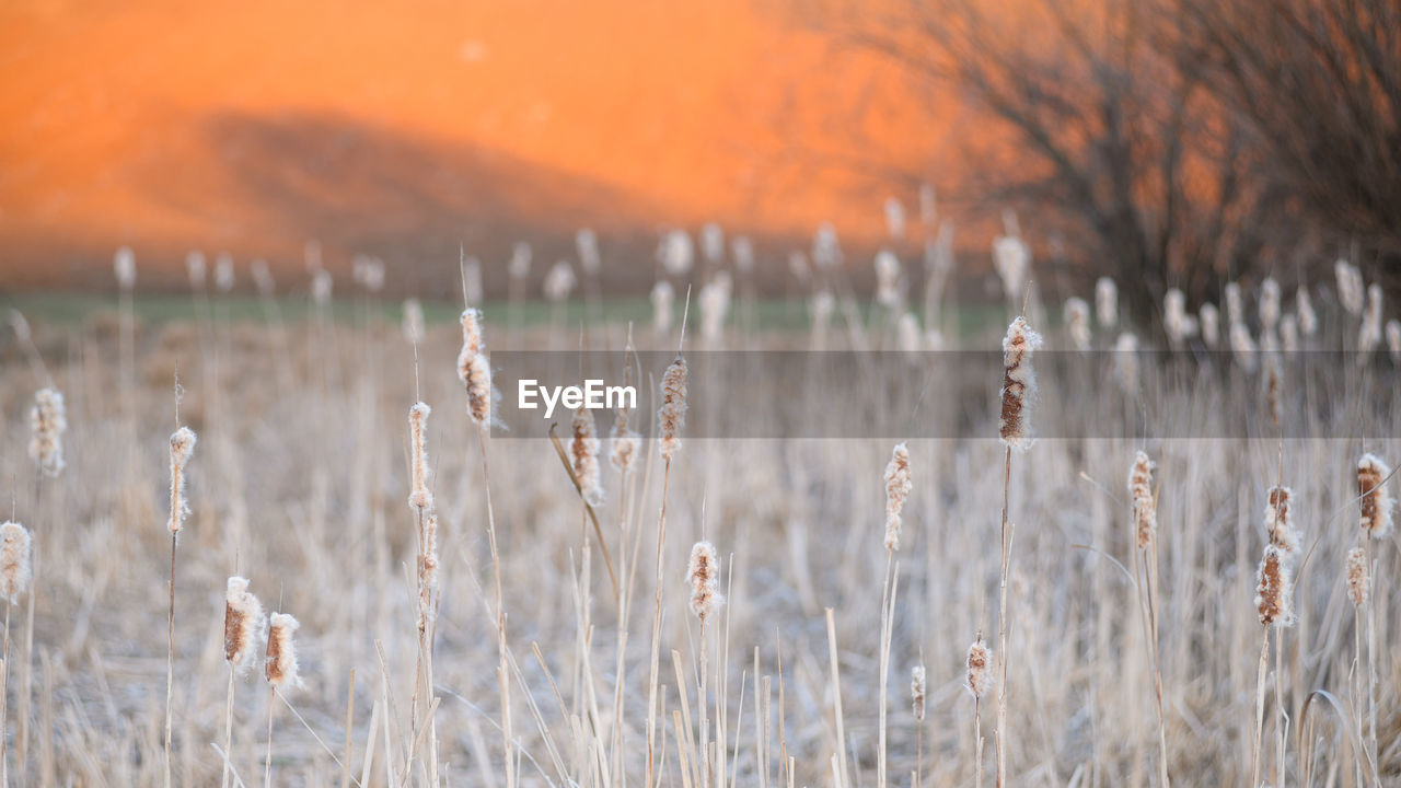 Close-up of dry plants on field during sunset