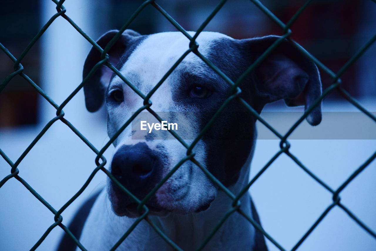 Close-up of dog seen through chainlink fence