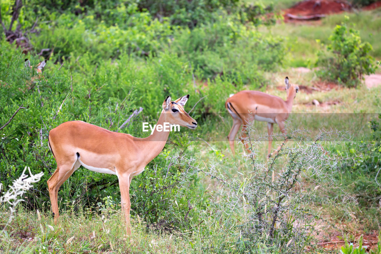 SIDE VIEW OF TWO HORSES ON LAND