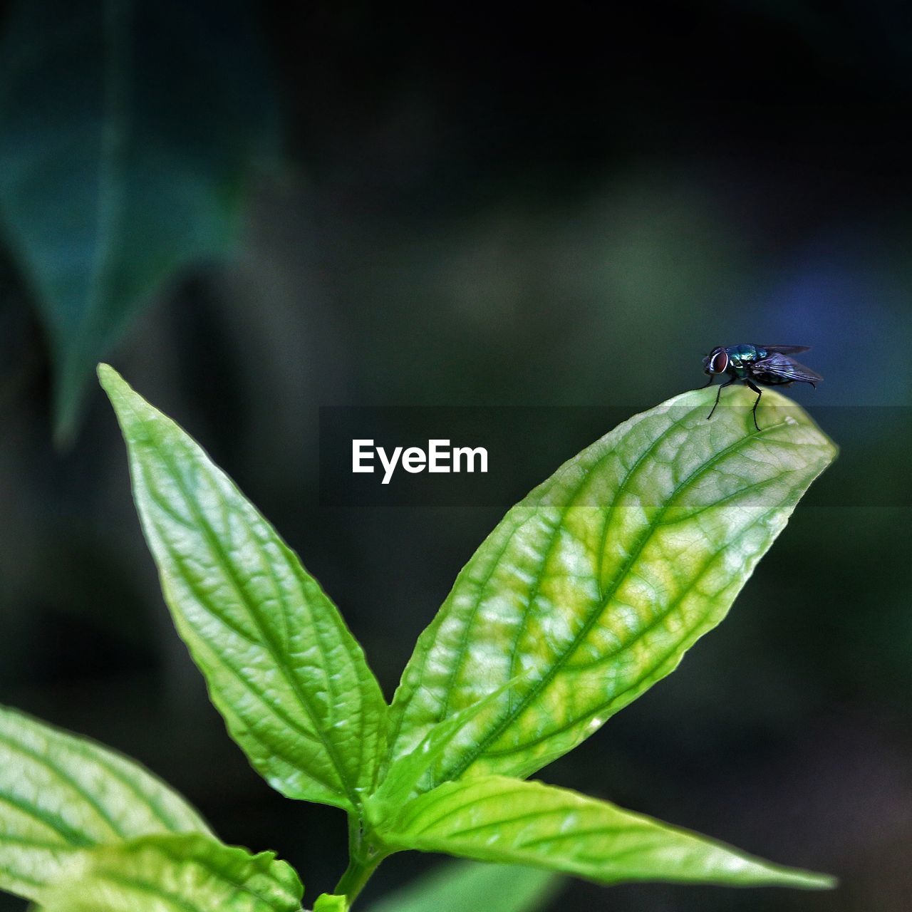 Close-up of insect on leaf