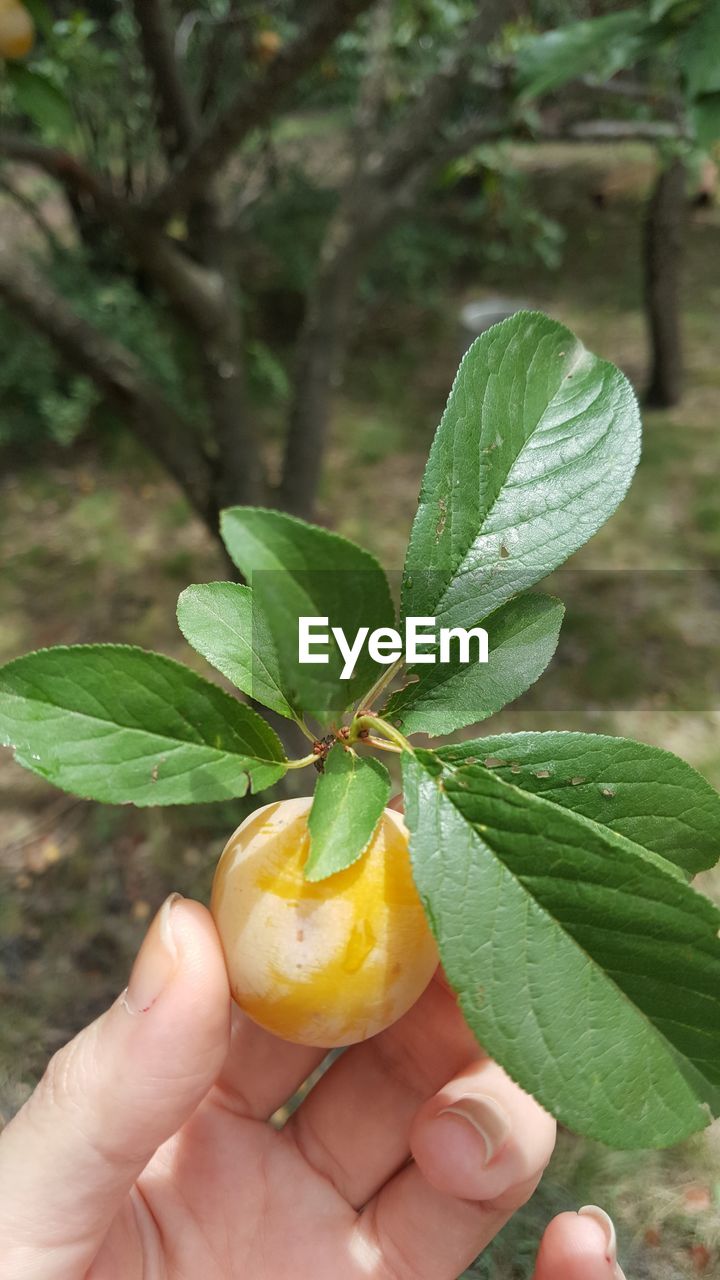 hand, holding, food and drink, food, leaf, one person, plant, plant part, flower, healthy eating, fruit, produce, freshness, nature, wellbeing, close-up, tree, growth, outdoors, citrus, day, focus on foreground, lifestyles, fruit tree, agriculture, finger, green, adult, citrus fruit, organic, shrub