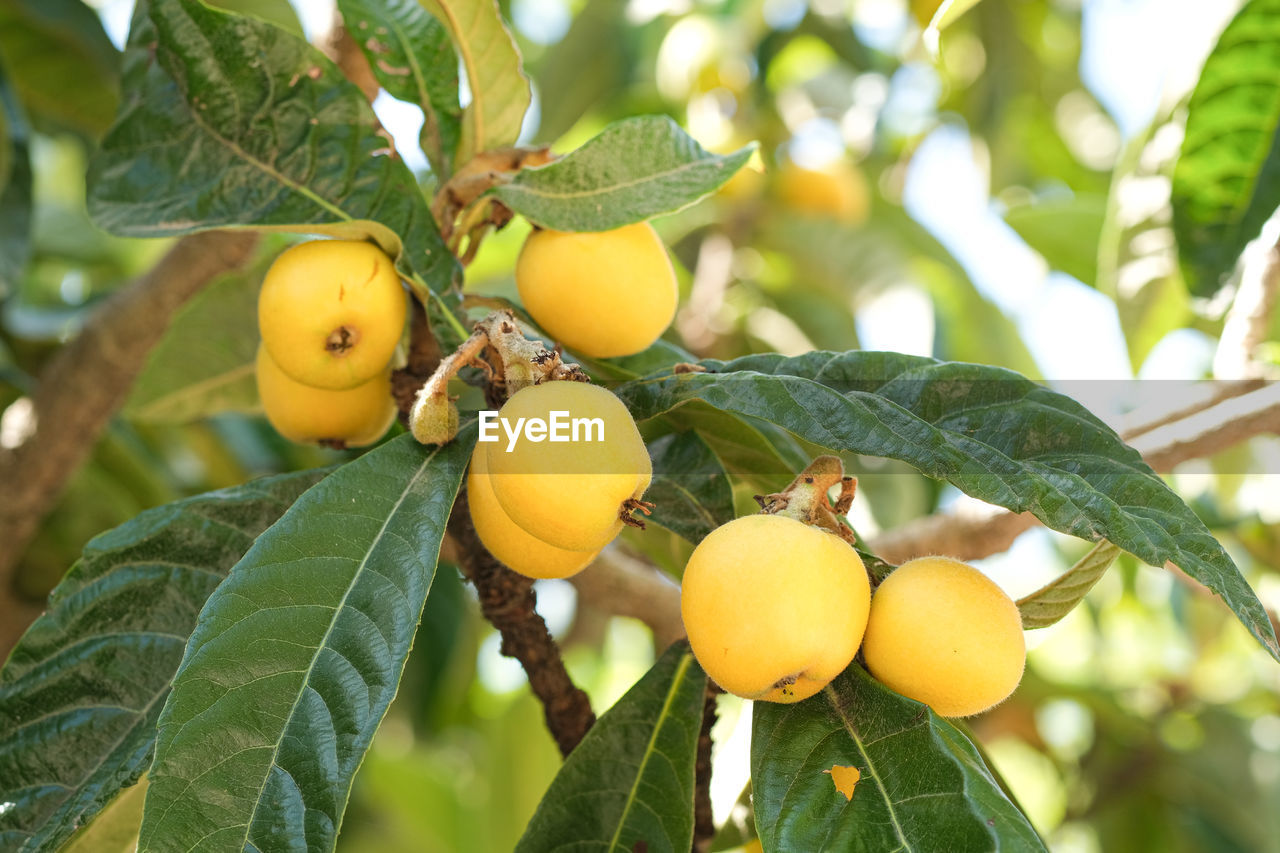 Tasty loquats fruit tree branch in summer season,healthy bio food products