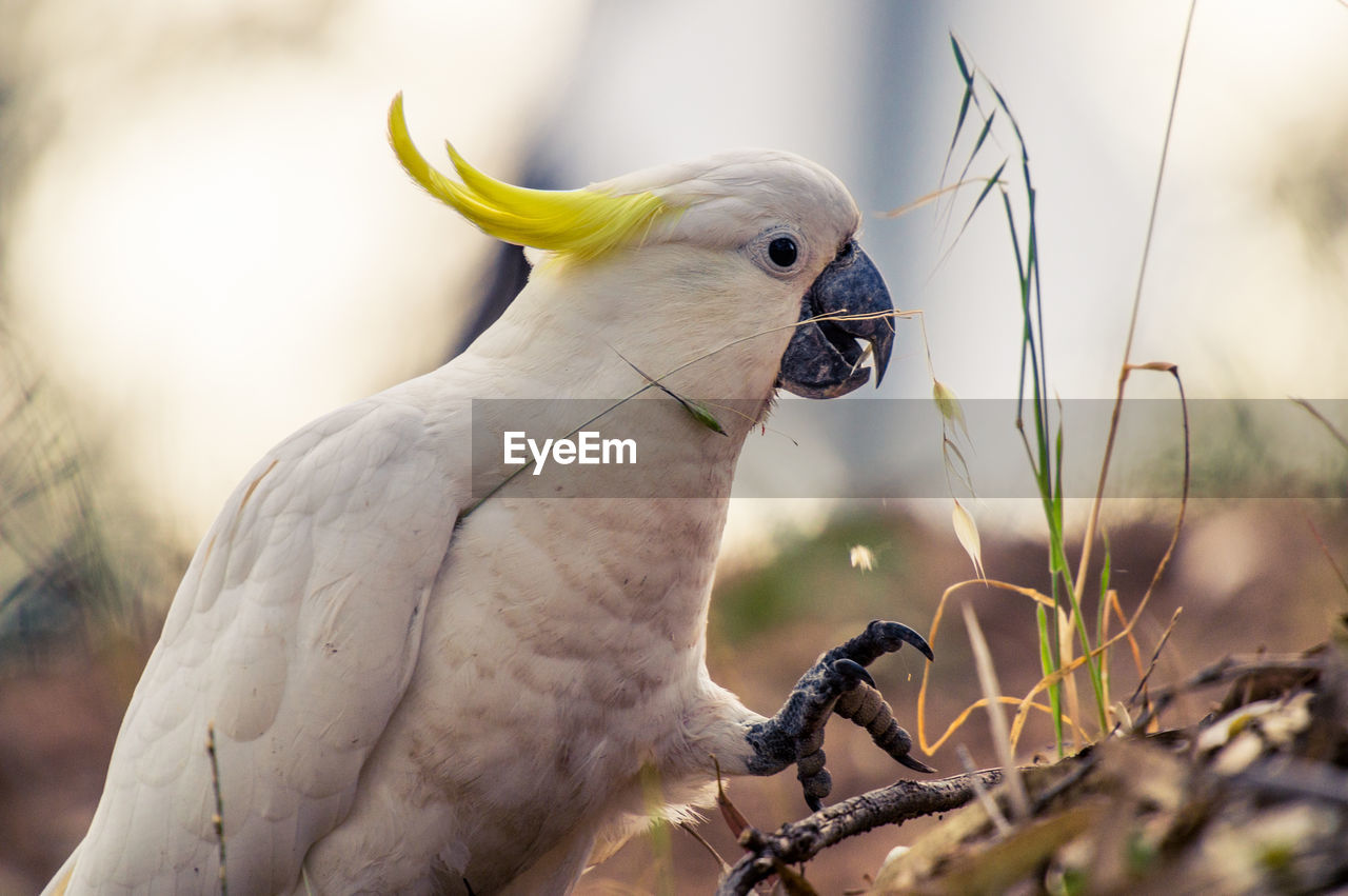 Close-up of sulphur crested cockatoo on field