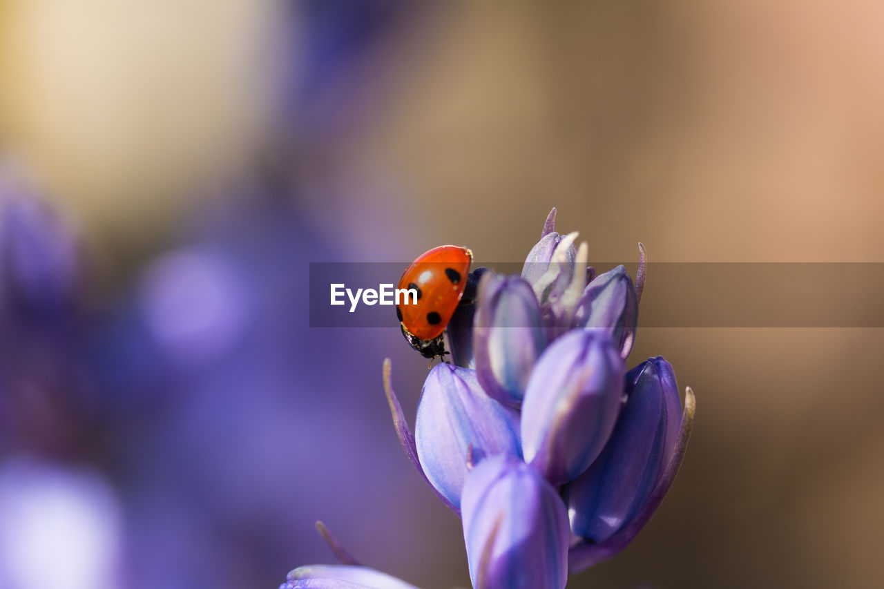 Close-up of ladybug on purple flowers