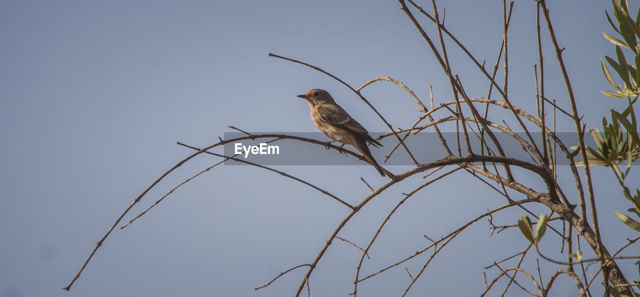 Low angle view of bird perching against clear sky