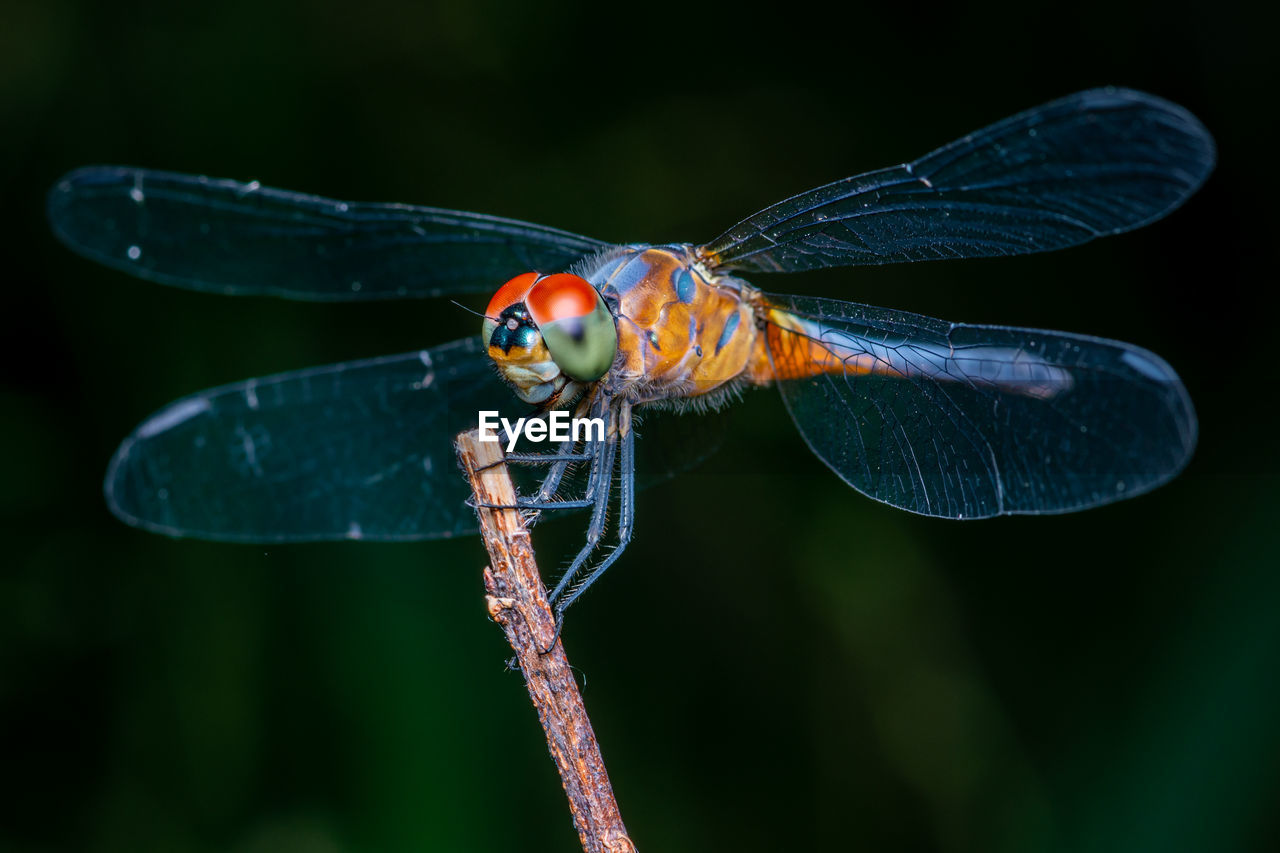 Close up of dragonfly perched on a tree branch, dry wood and nature background, colorful insect.