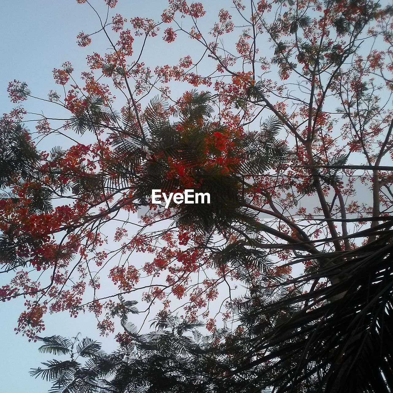 LOW ANGLE VIEW OF FLOWERING TREE IN FOREST