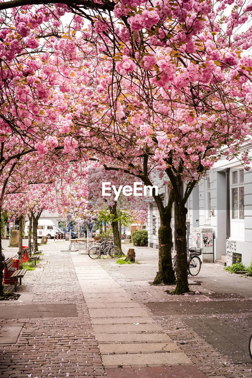 PINK CHERRY BLOSSOMS IN CITY