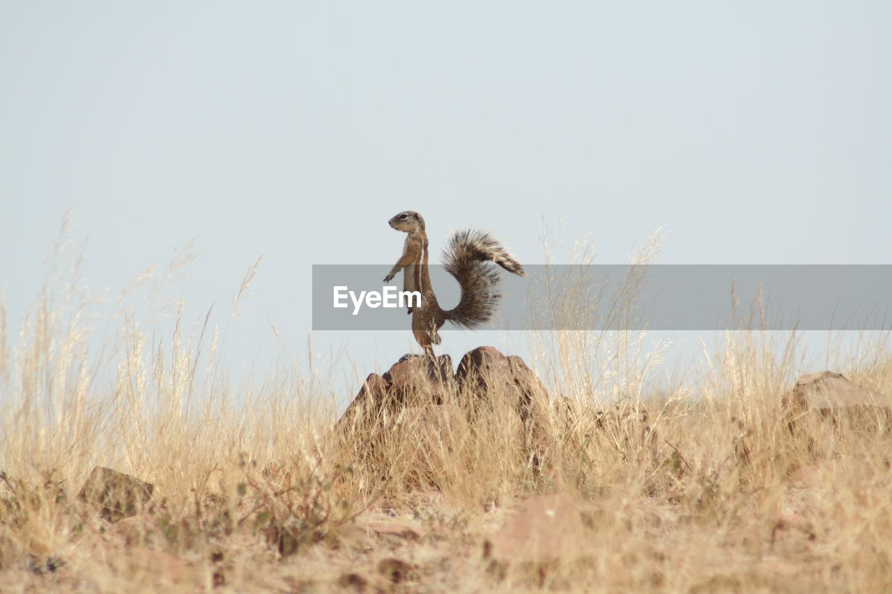 Ground squirrel  on rock against clear sky