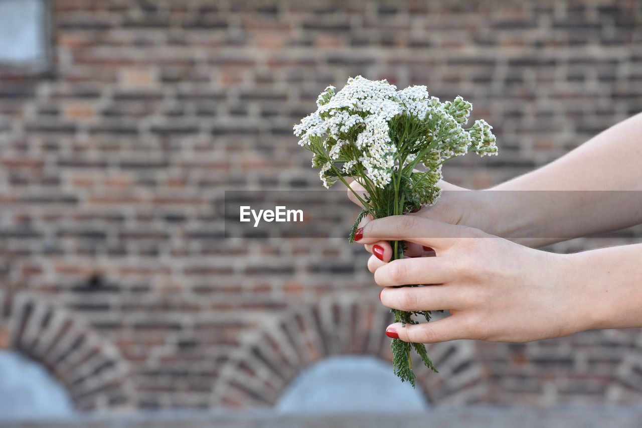 Cropped hands of woman holding flowers against building