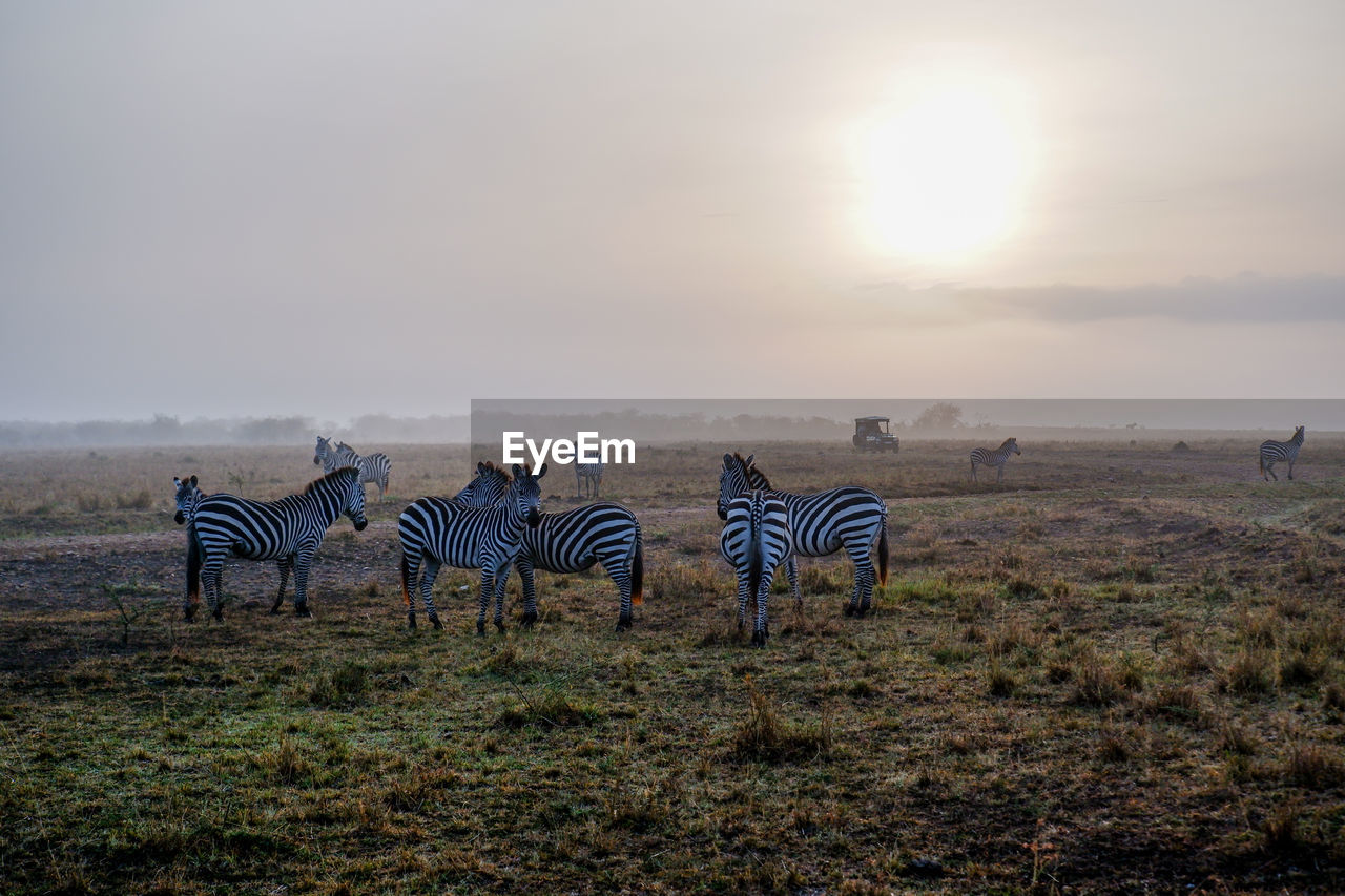 A harem of zebras walk the grasslands of the maasai mara national reserve, kenya