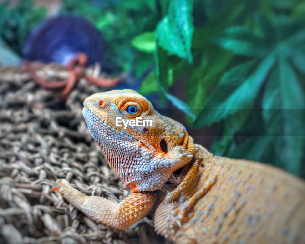 CLOSE-UP OF IGUANA