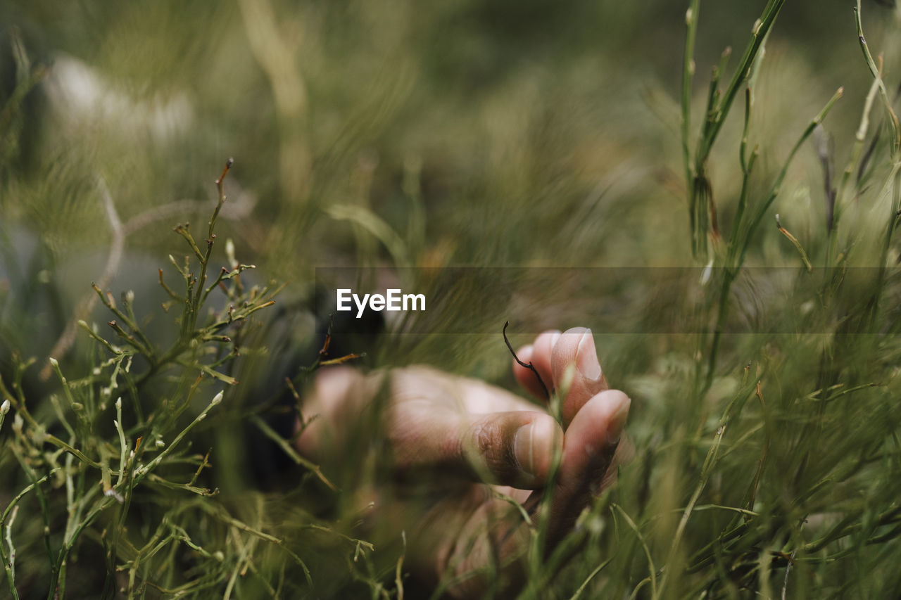 Cropped hand of man touching grass in forest