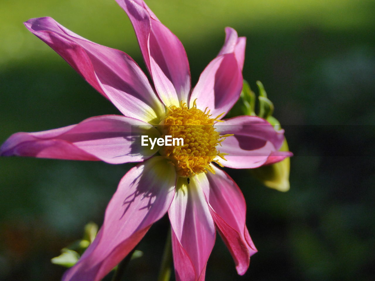 CLOSE-UP OF YELLOW FLOWER BLOOMING OUTDOORS