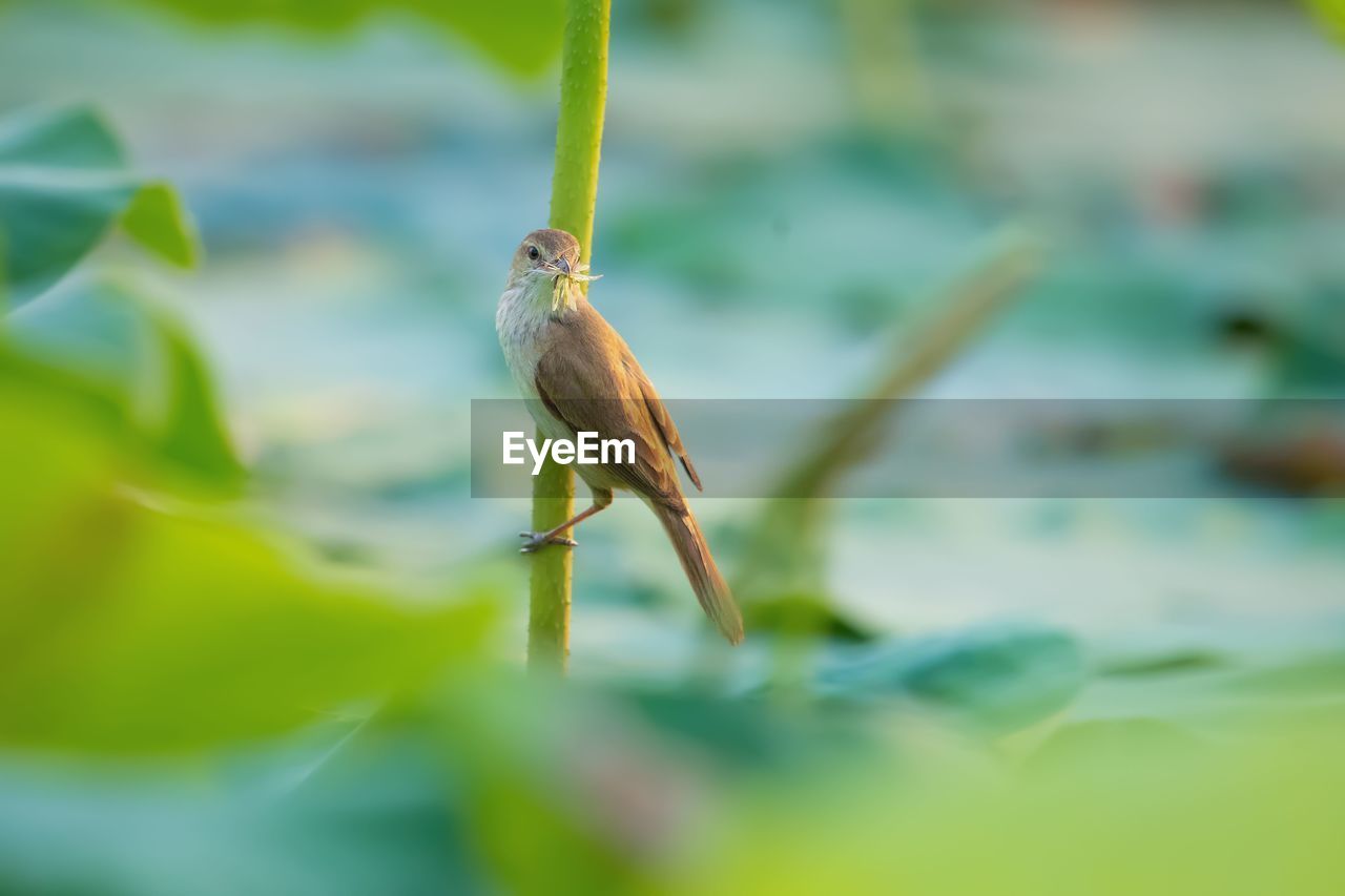 CLOSE-UP OF SMALL BIRD PERCHING ON PLANT