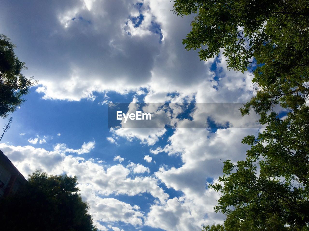 LOW ANGLE VIEW OF TREES AGAINST CLOUDY SKY