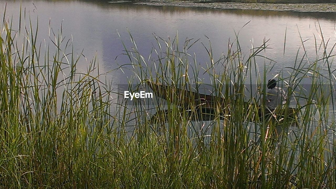 Man rowing boat in lake seen through reeds