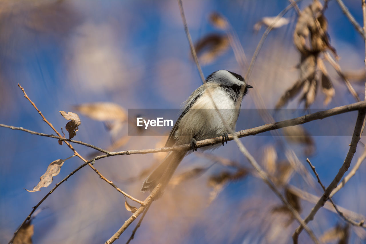 LOW ANGLE VIEW OF BIRD PERCHING ON BRANCH AGAINST BLURRED BACKGROUND