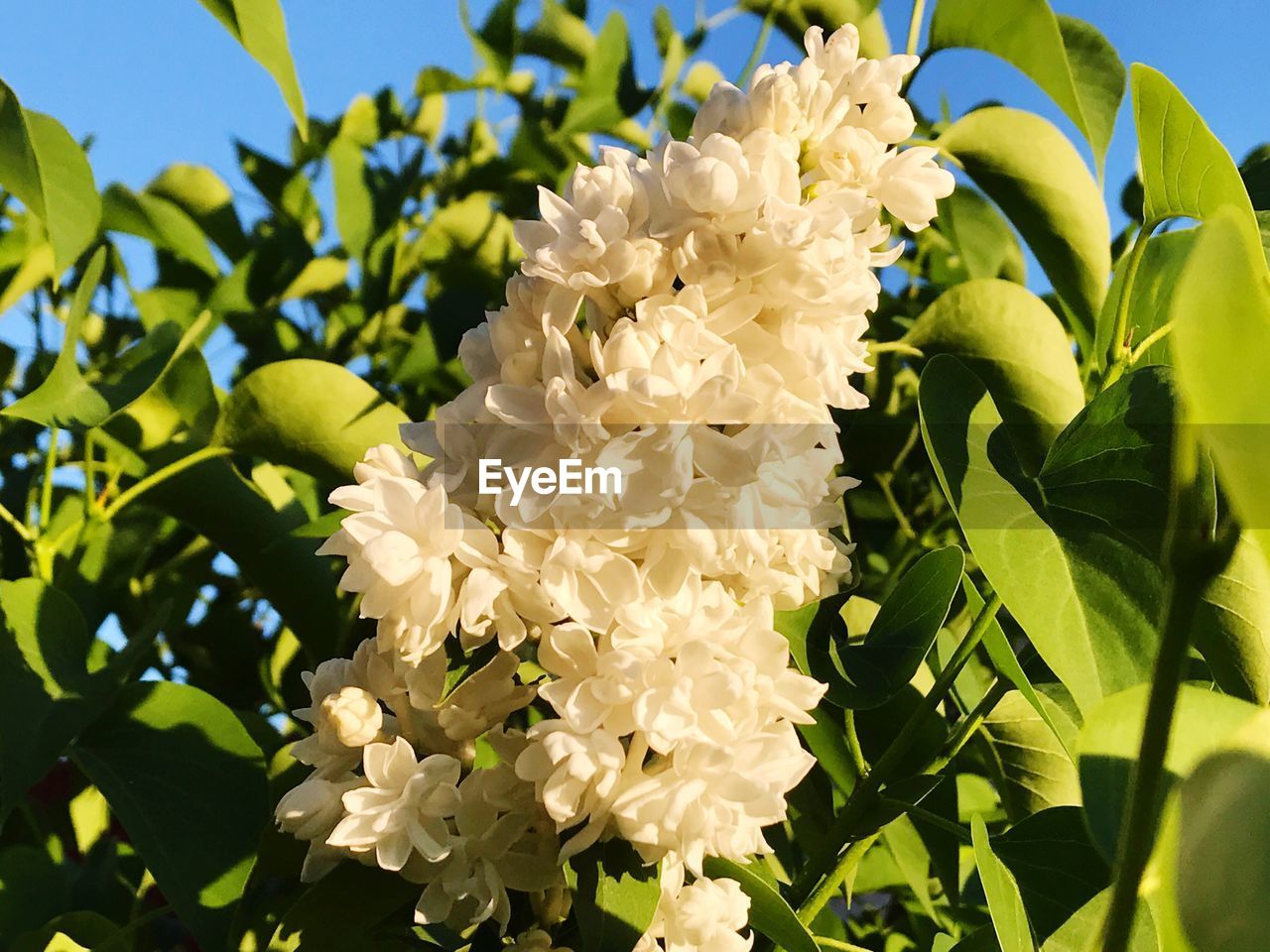 CLOSE-UP OF FLOWERS ON TREE