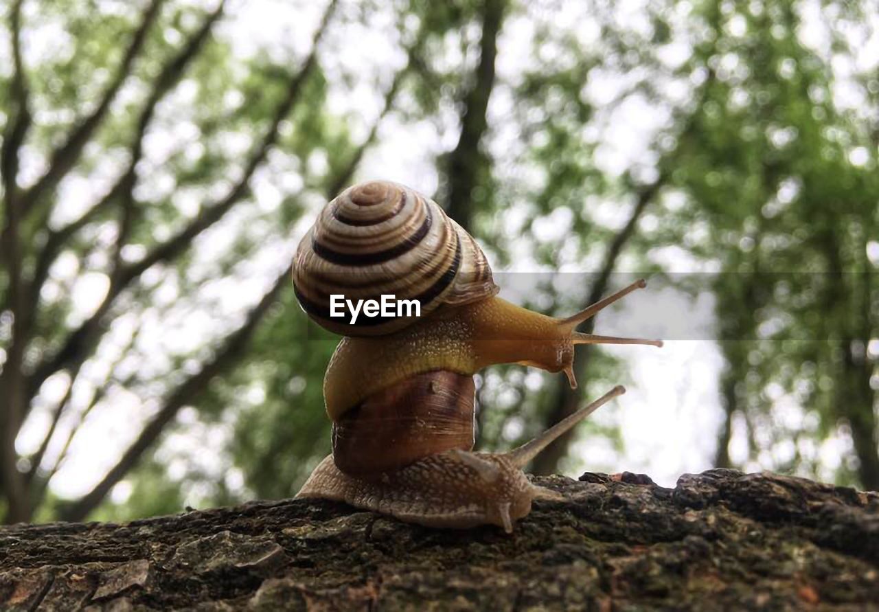 Snails are climbing on their houses