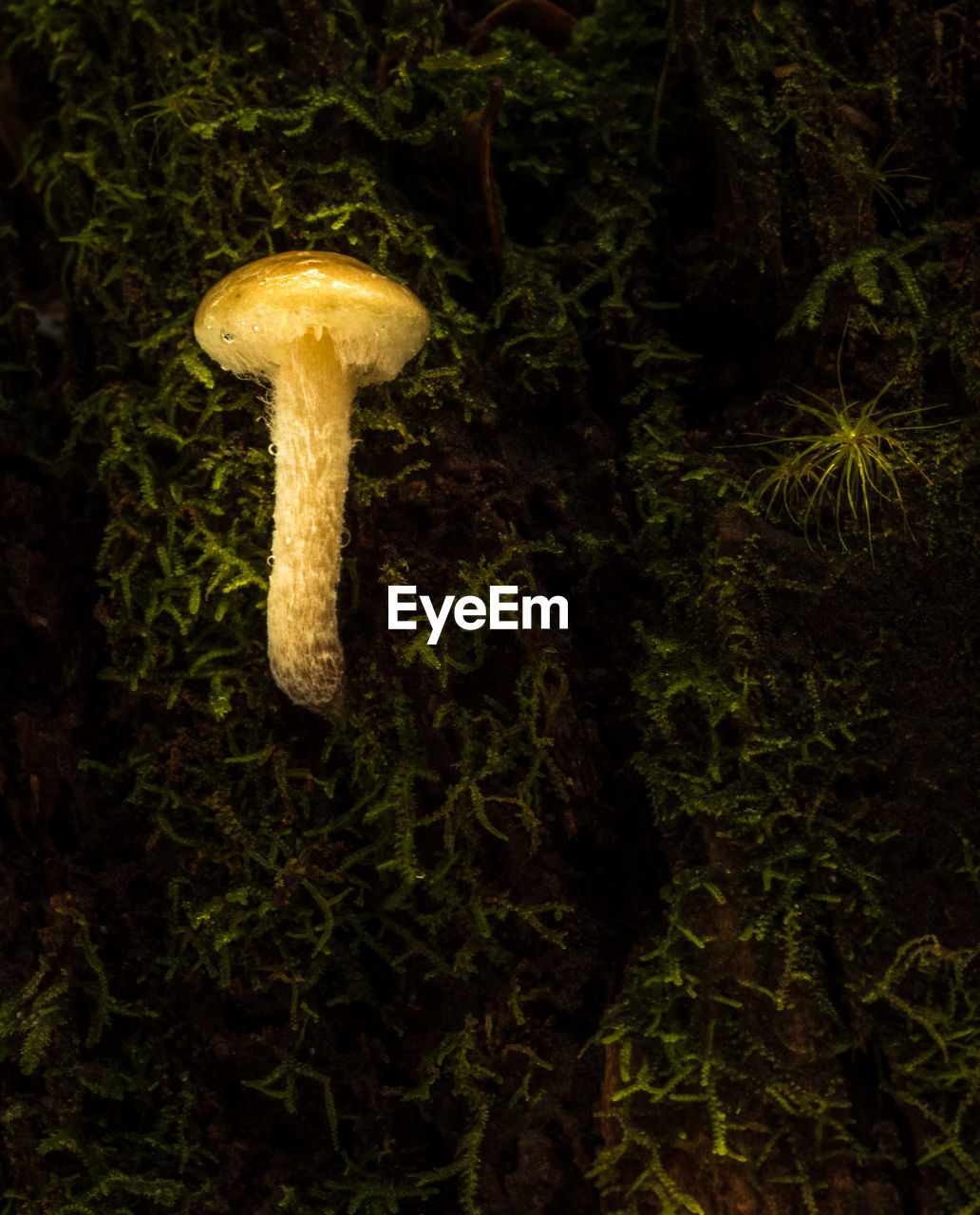 CLOSE-UP OF MUSHROOM ON FIELD AT NIGHT