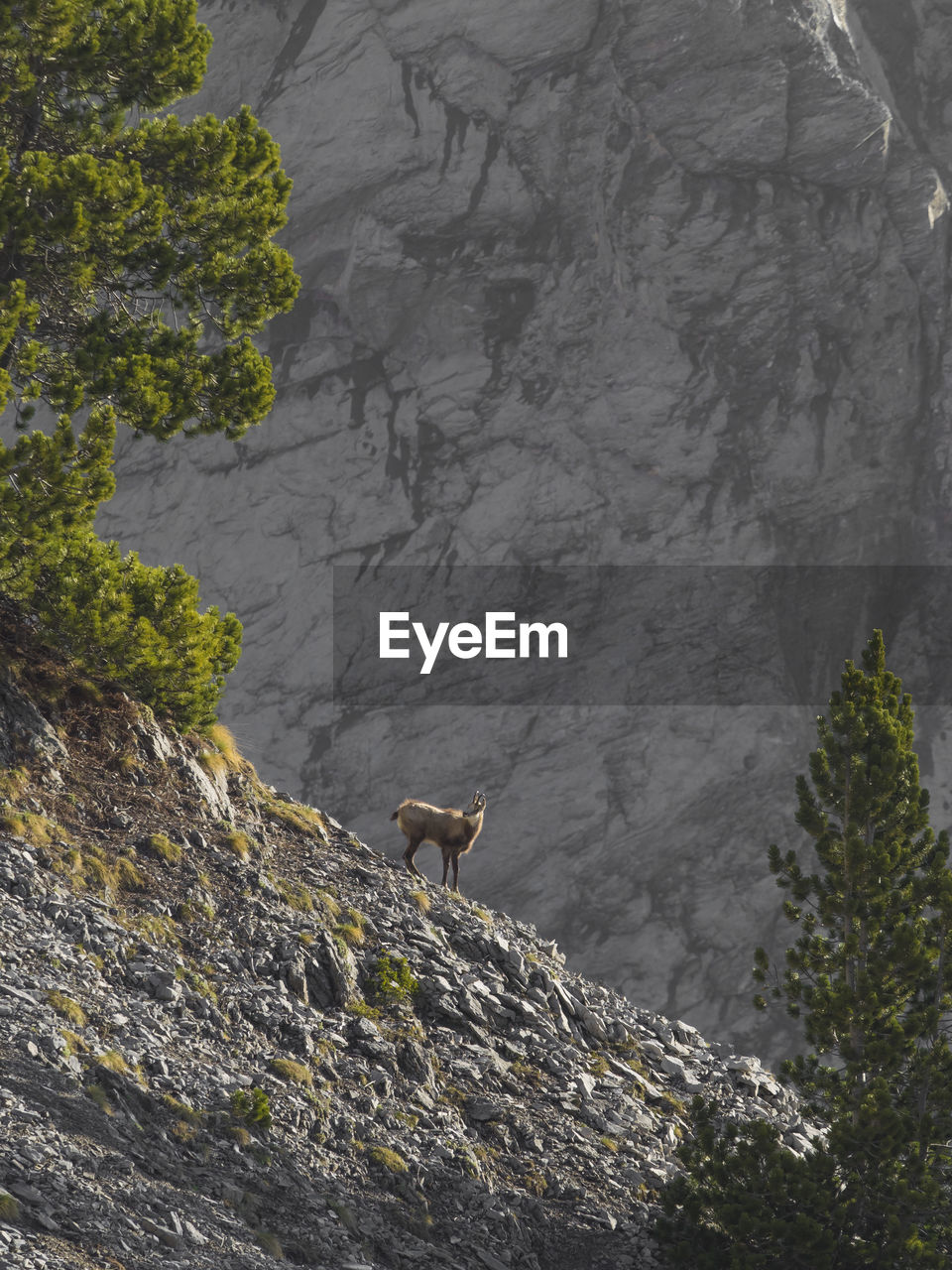 Low angle view of mountain goat
