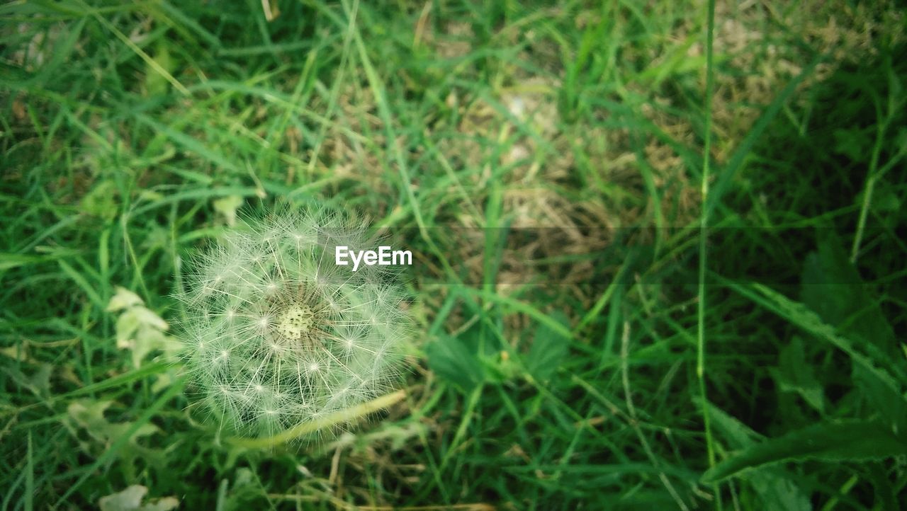 Close-up of dandelion