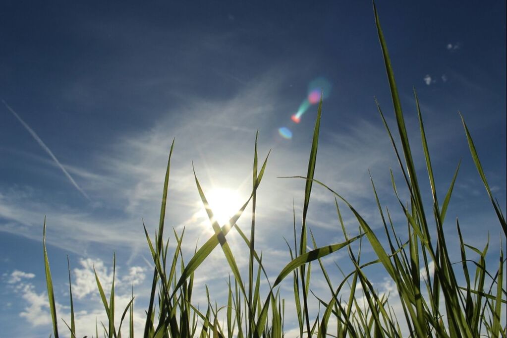 Close-up low angle view of grass against sky