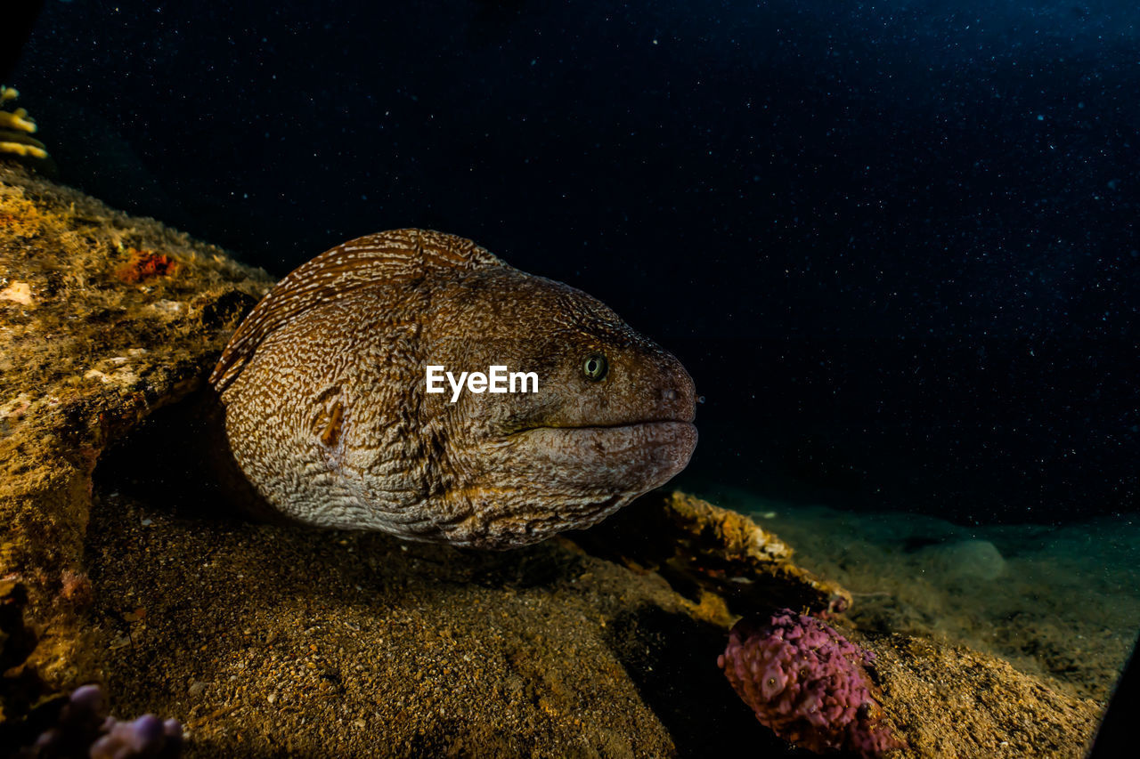 Moray eel mooray lycodontis undulatus in the red sea, eilat israel a.e