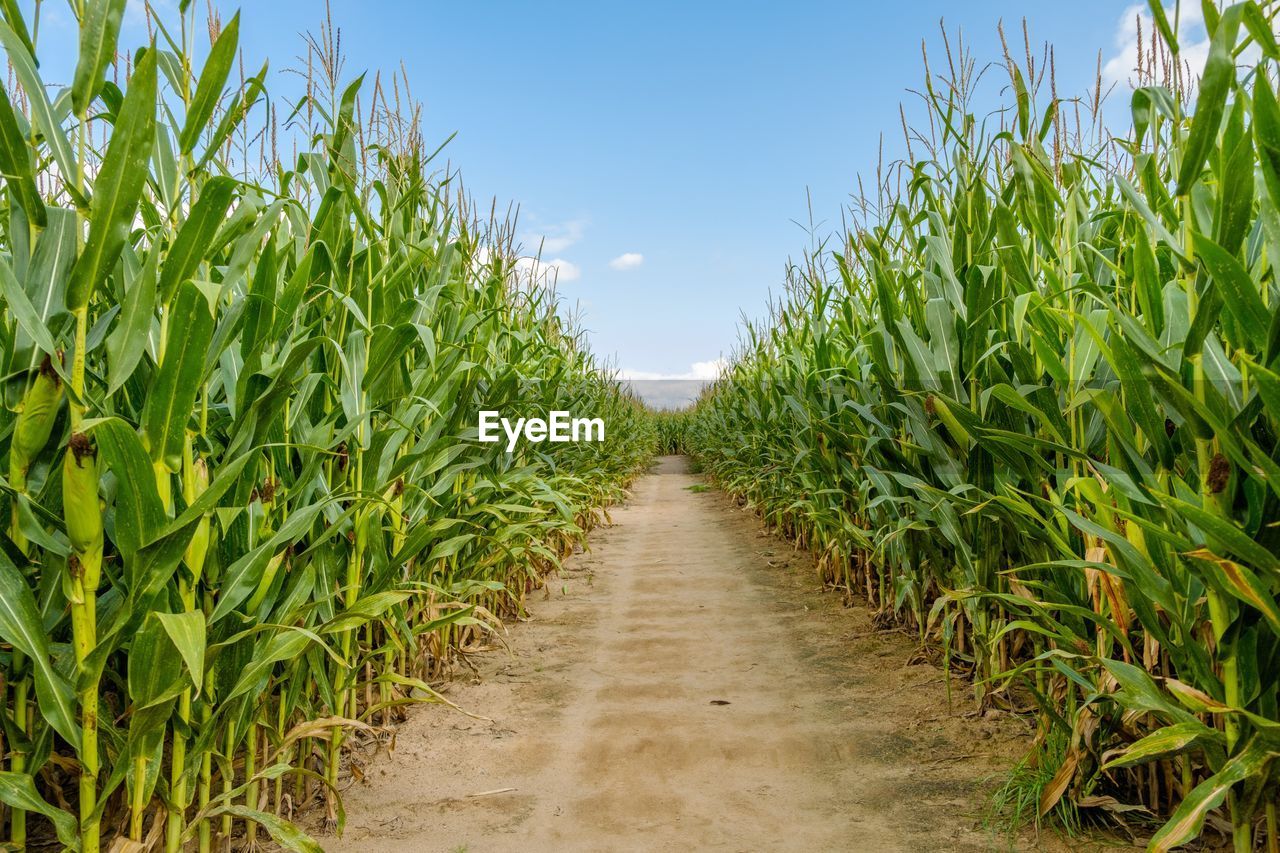 Scenic view of corn field against sky