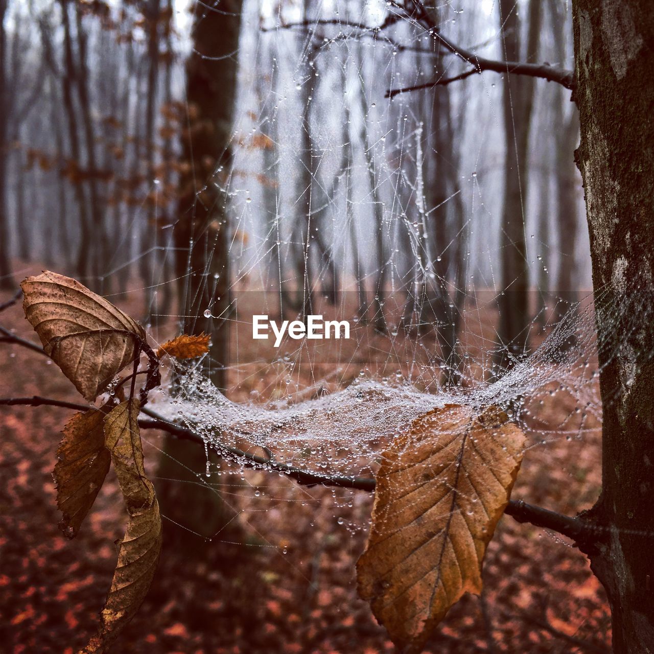 CLOSE-UP OF SPIDER ON WEB AGAINST BLURRED BACKGROUND