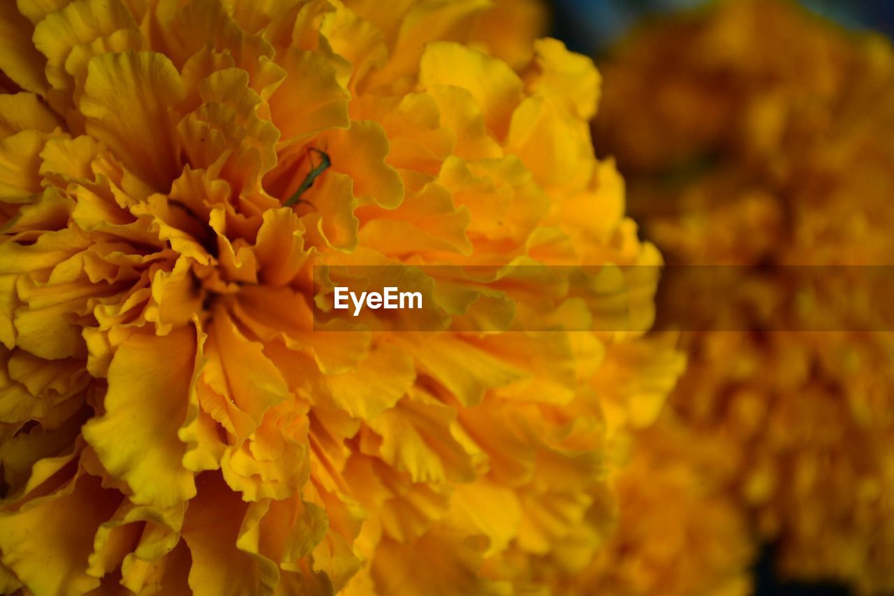 FULL FRAME SHOT OF YELLOW FLOWER