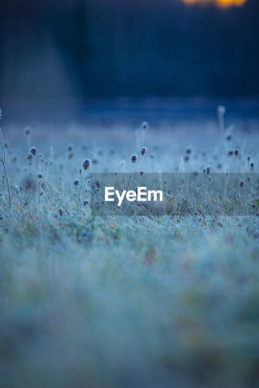 Autumn's frozen tapestry. enchanting meadow captured in ice in northern europe