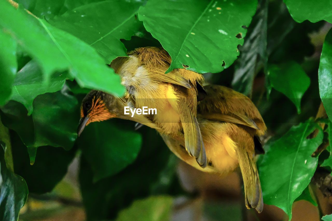 Two birds is perching under green leaves.