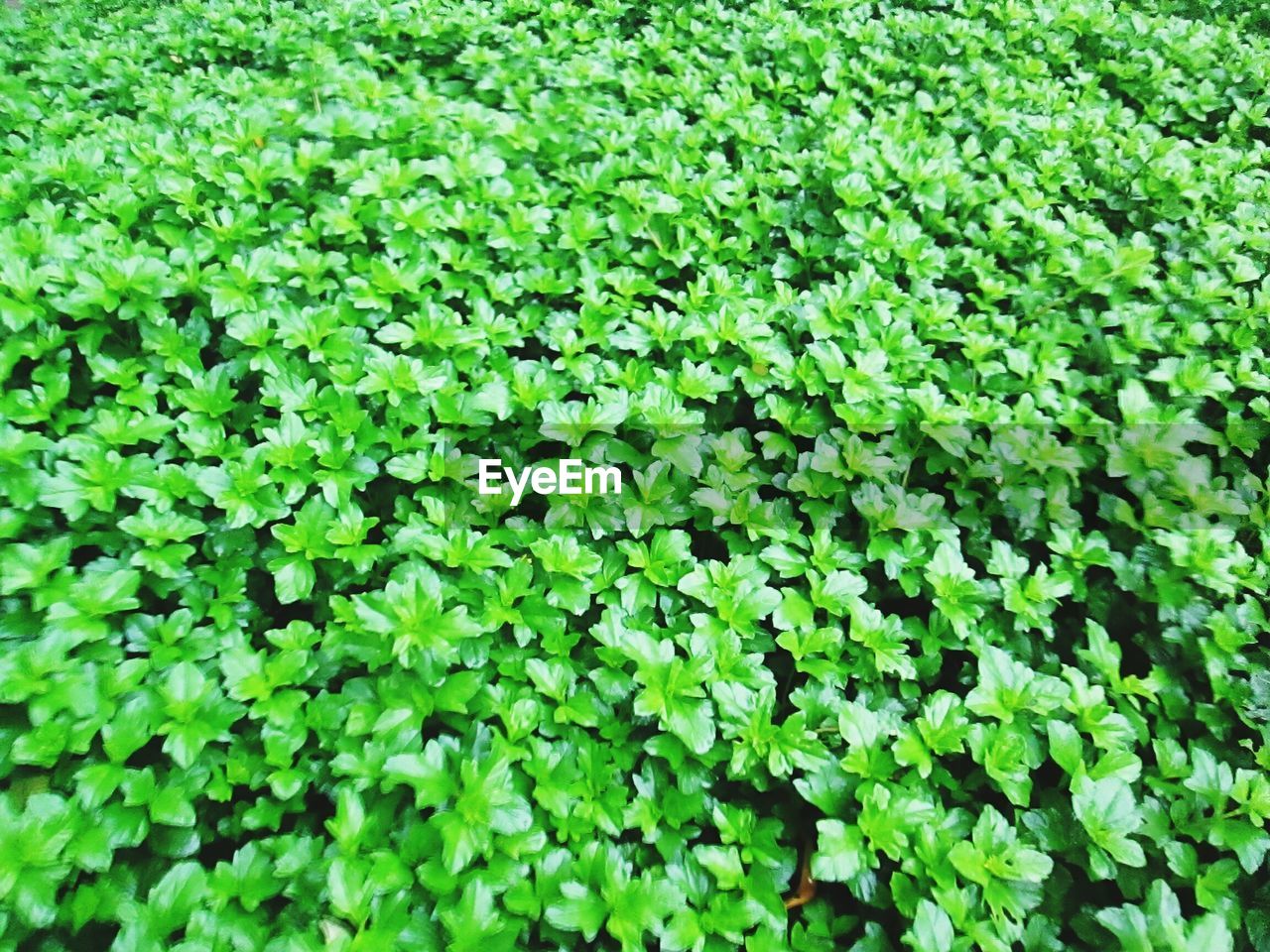 FULL FRAME SHOT OF FRESH GREEN PLANTS IN FIELD