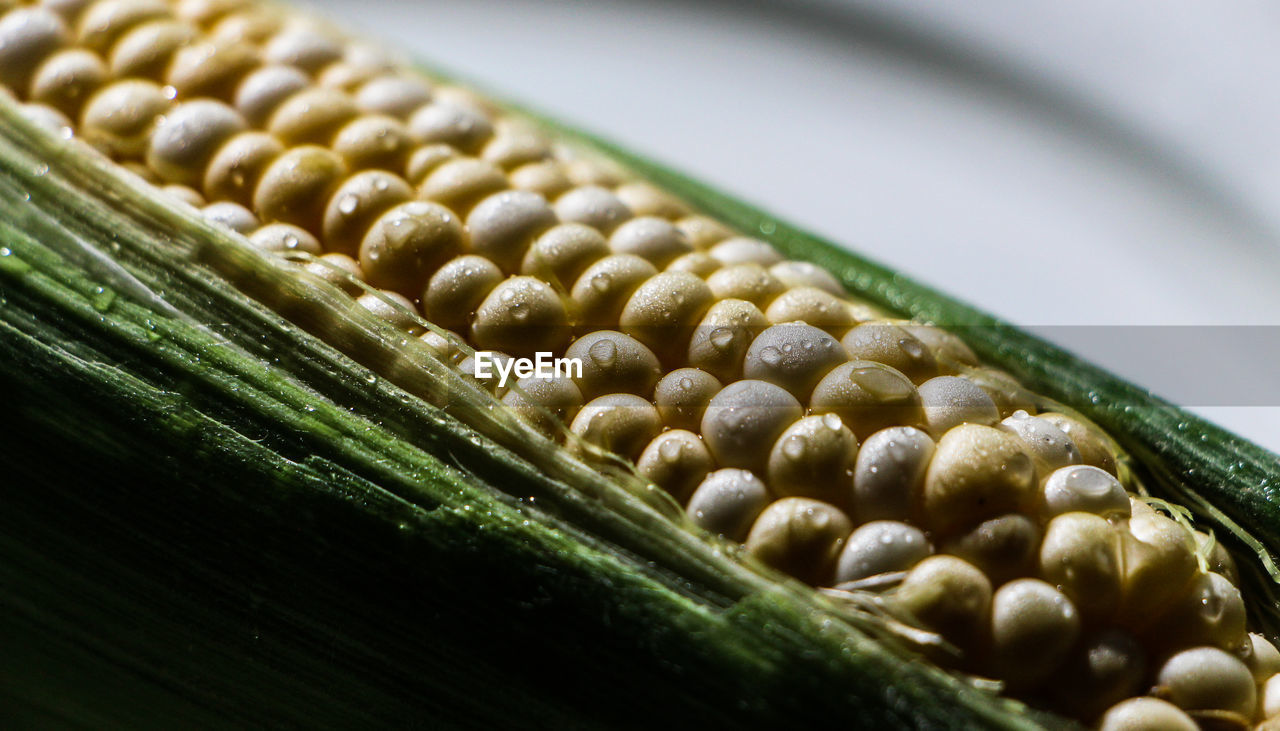 Detail shot of corn cob