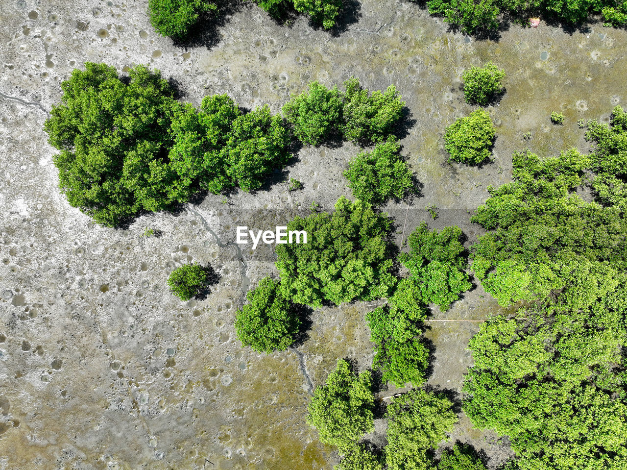 green, growth, plant, soil, no people, high angle view, day, nature, moss, outdoors, flower, leaf, beauty in nature, shrub, full frame, land, non-vascular land plant, close-up, grass, tree, backgrounds, sunlight, reef, tranquility, vegetation