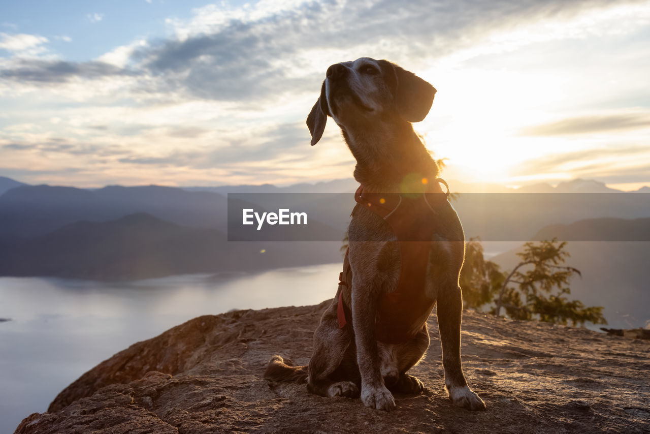 DOG ON ROCK AGAINST SKY DURING SUNSET