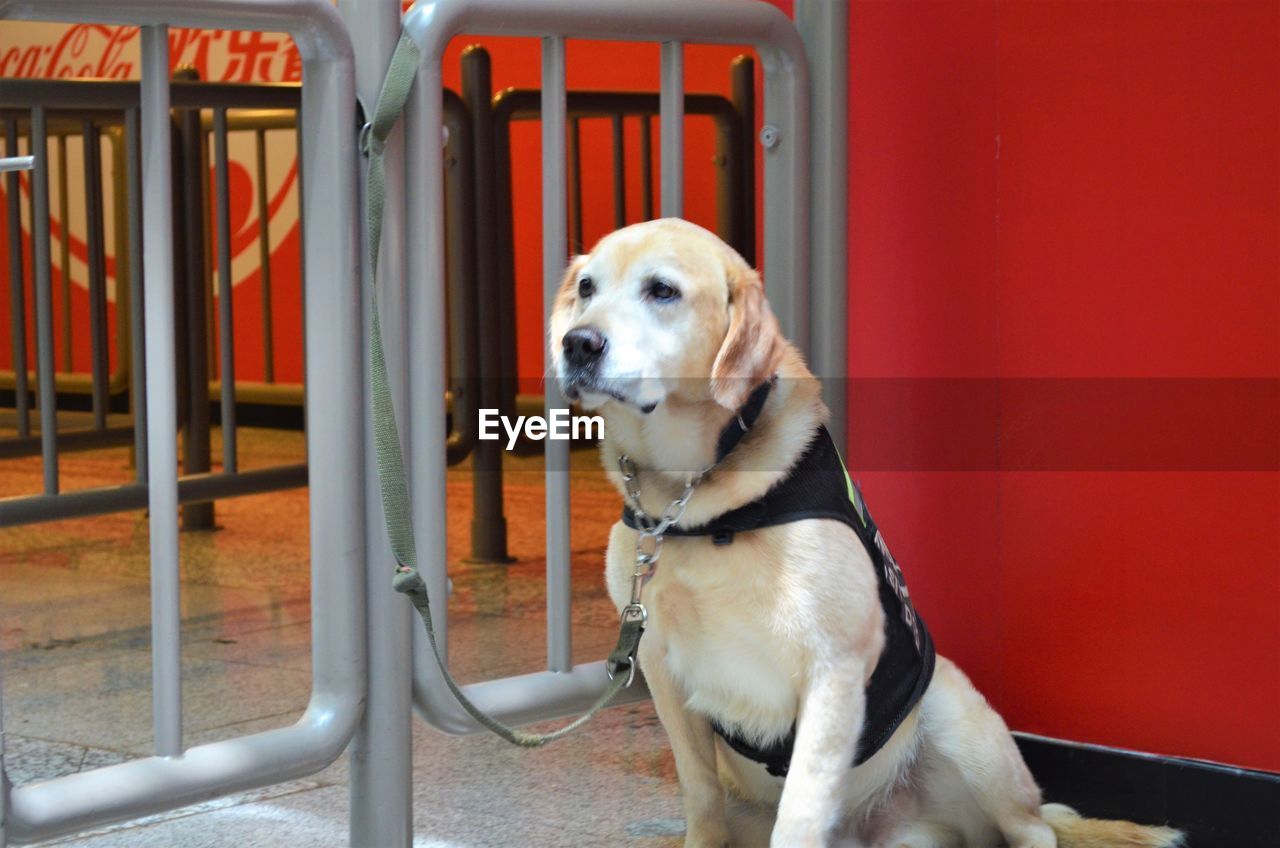 DOG LOOKING AWAY WHILE SITTING ON RED WALL