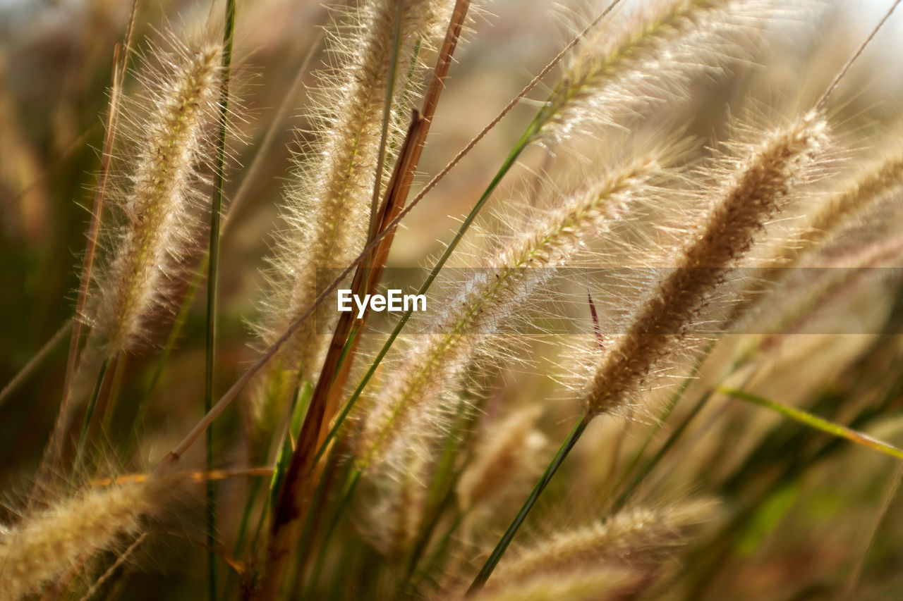 Close-up of wheat field