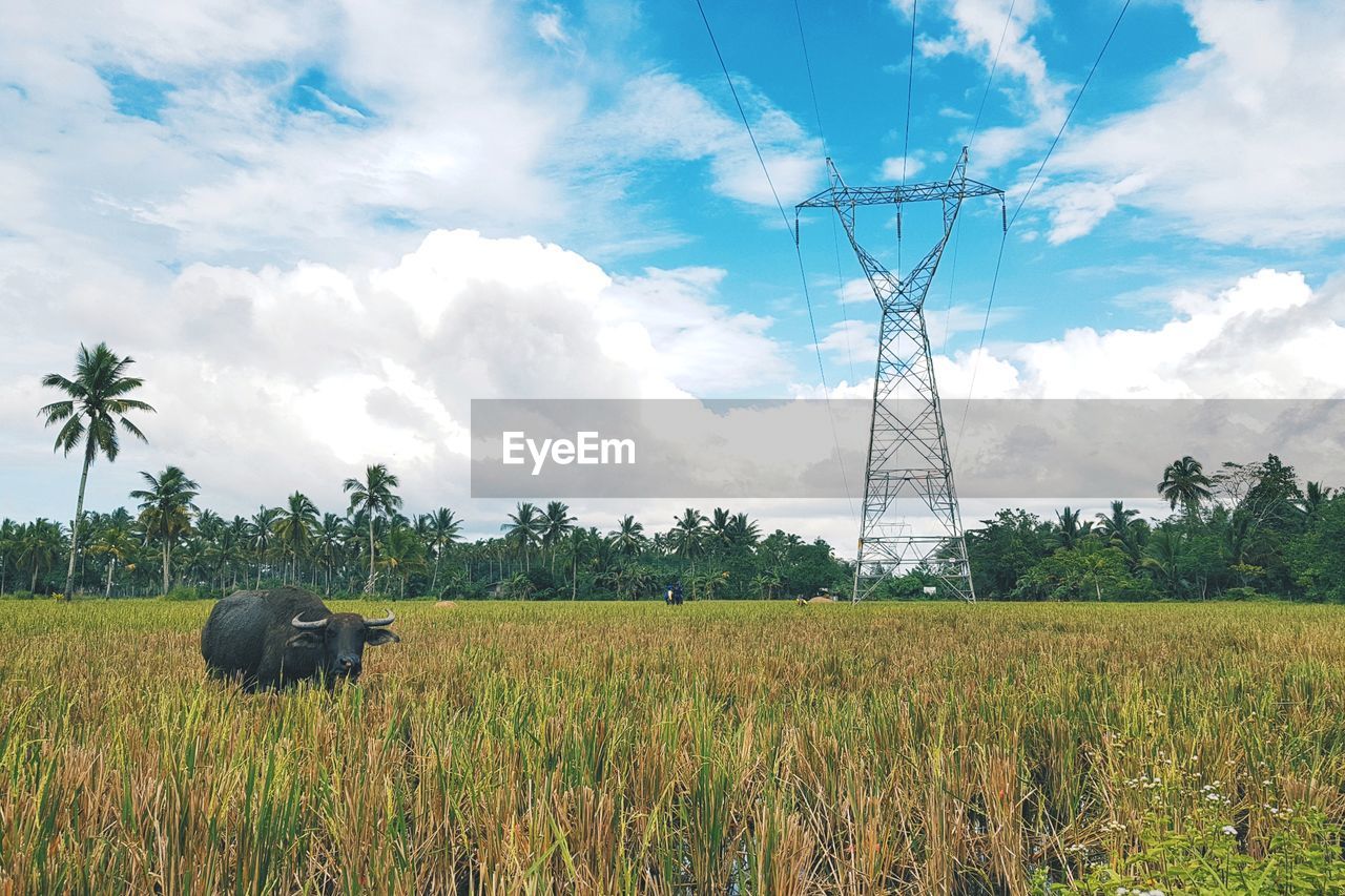 SCENIC VIEW OF FARMS AGAINST SKY