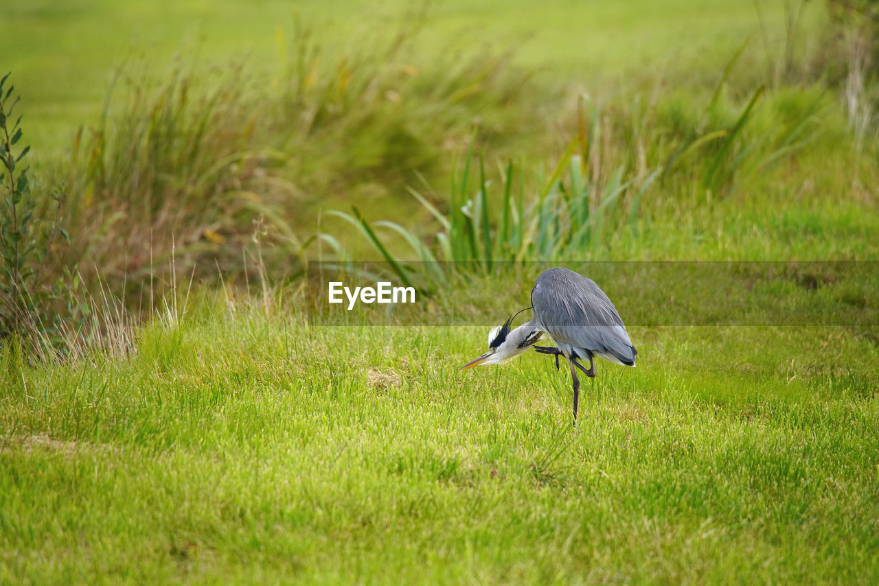 VIEW OF A BIRD ON FIELD