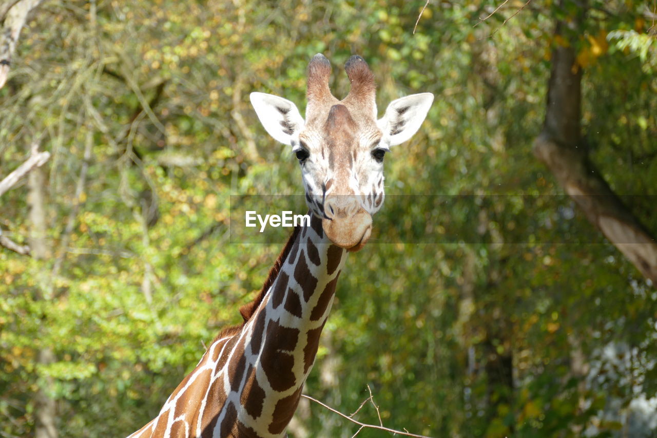 PORTRAIT OF GIRAFFE ON TREE