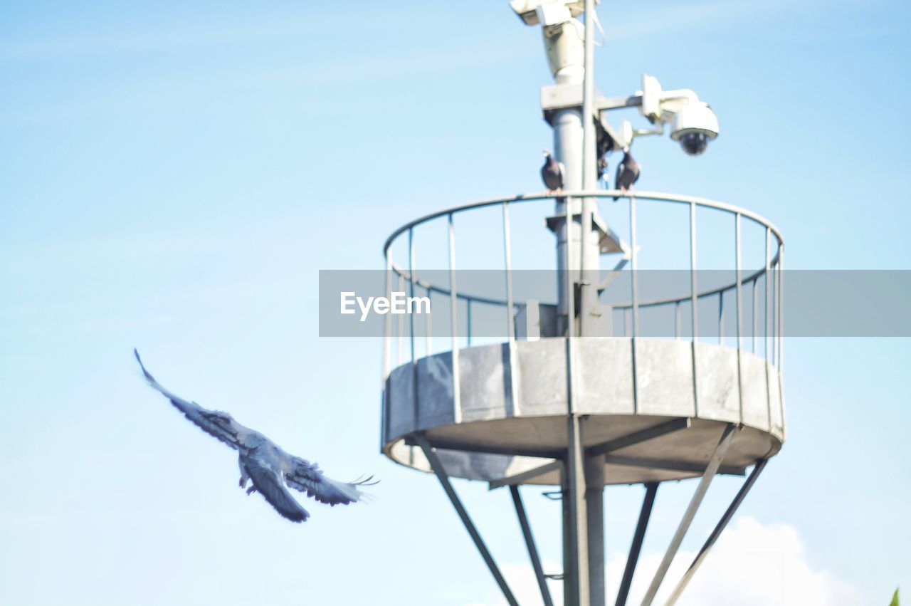 LOW ANGLE VIEW OF SEAGULLS FLYING AGAINST SKY