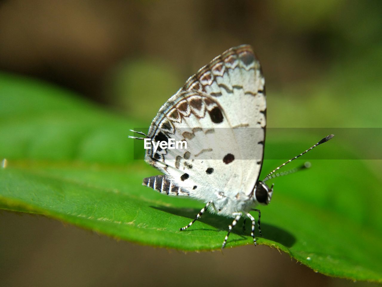 CLOSE-UP OF BUTTERFLY WITH GREEN LEAF