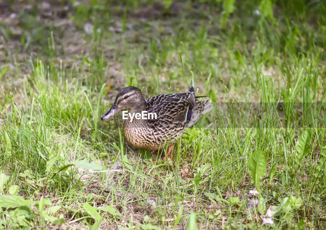 close-up of duck on field
