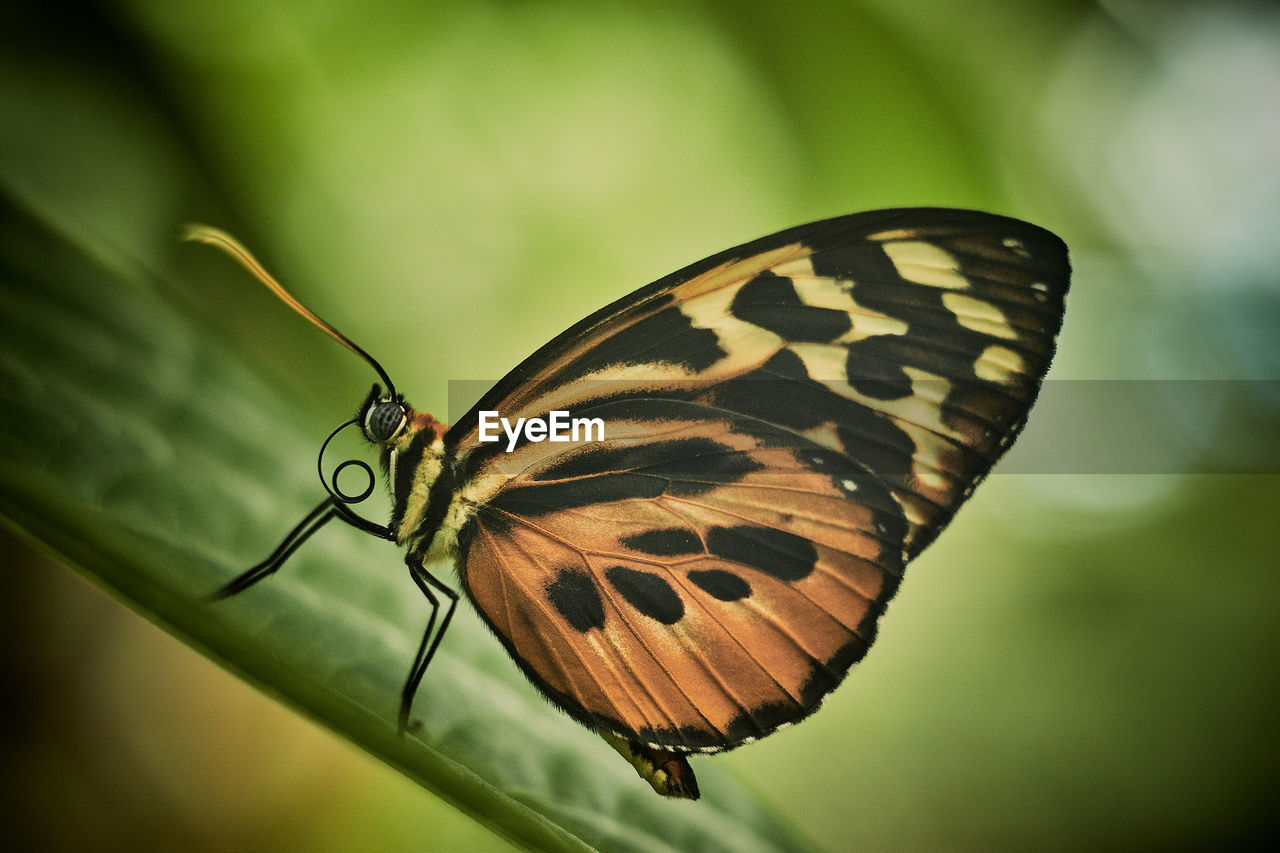 CLOSE-UP OF BUTTERFLY